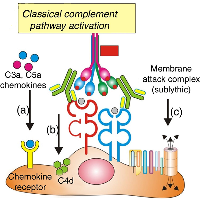 Classical complement pathway activation by antibodies