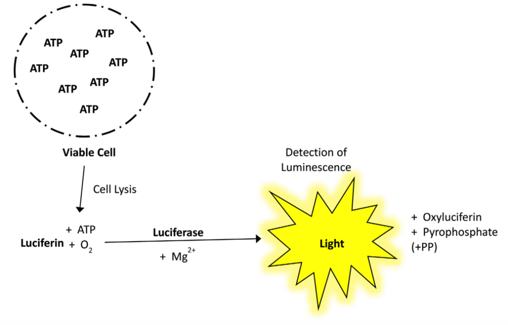 Schematic illustration of the principles of ATP assay.