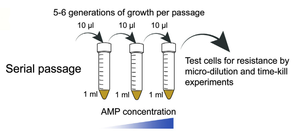 Serial passage involves the growth of bacteria in liquid media containing progressively increasing concentrations of AMPs.