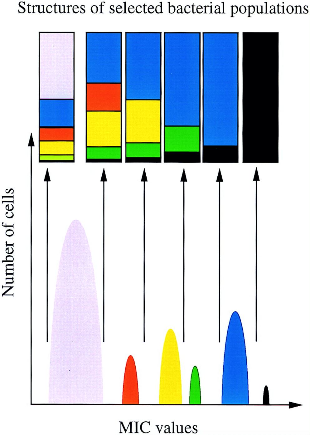 Patchwork structure of bacterial populations selected at different antibiotic concentrations.