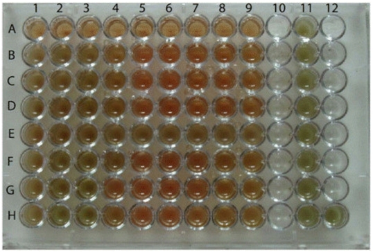Illustration an example of the 96 well micro plate's broth microdilution method for two S. pneumoniae strains vancomycin assay.