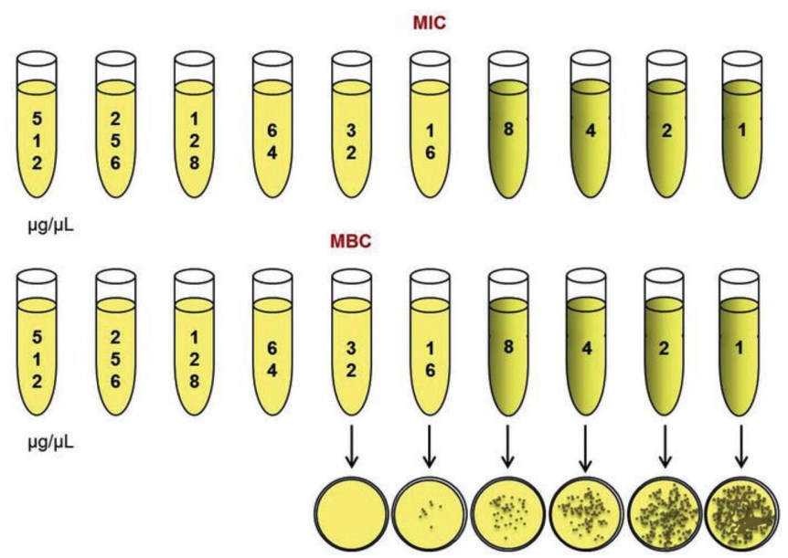 Minimum inhibitory concentration (MIC) versus minimum bactericidal concentration (MBC).