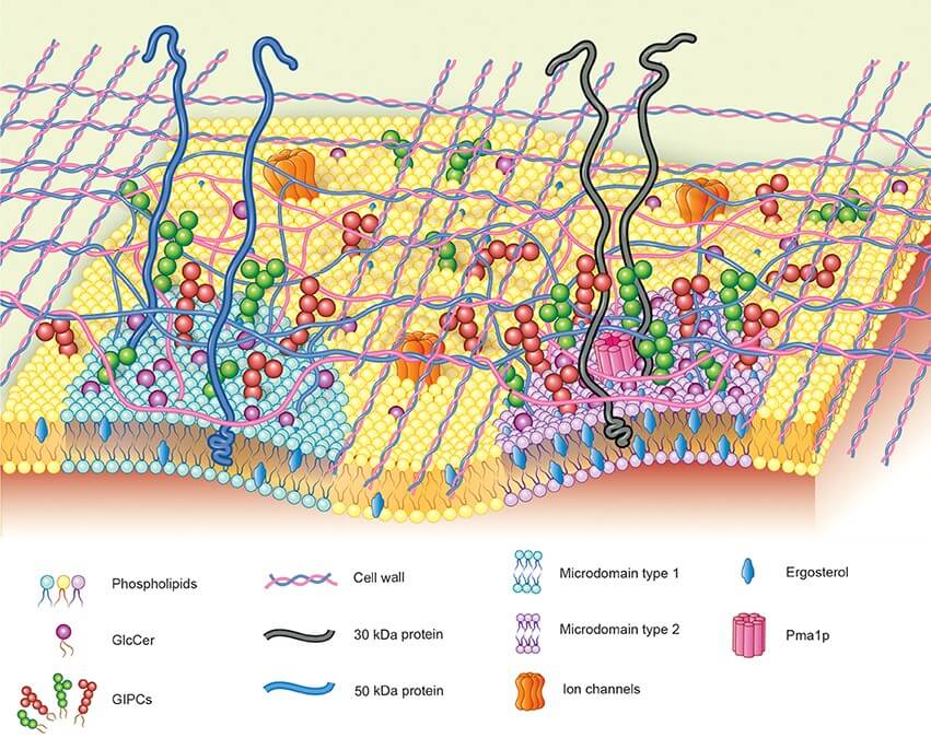 Interference with Fungal Cell Membrane