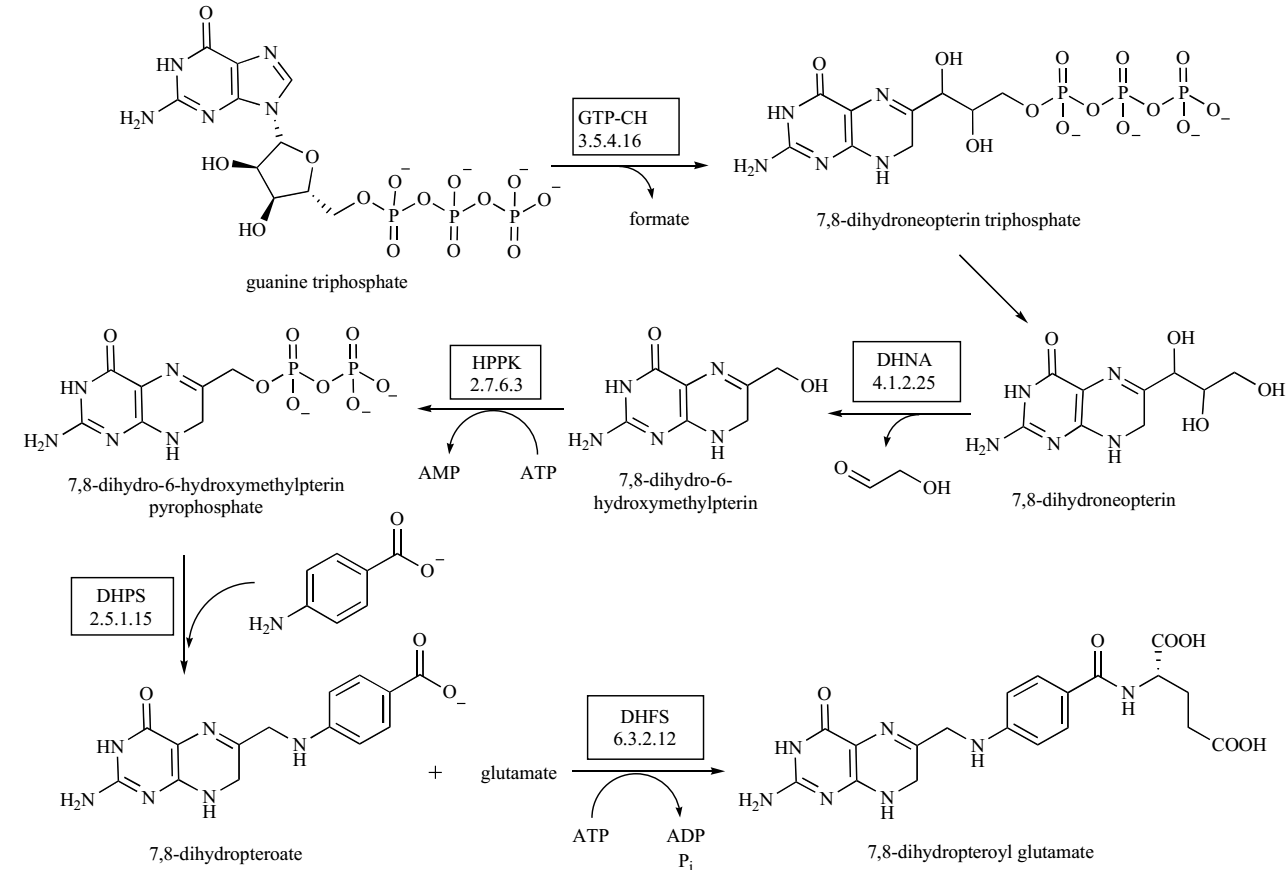 The folate biosynthetic pathway