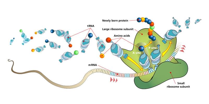 The process of protein synthesis