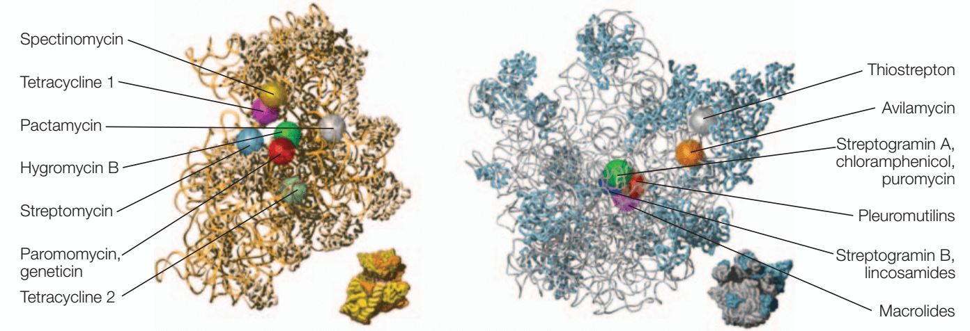 Binding sites of antibiotics on the bacterial ribosome