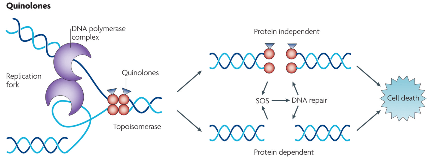 Inhibition of quinolones in DNA replication