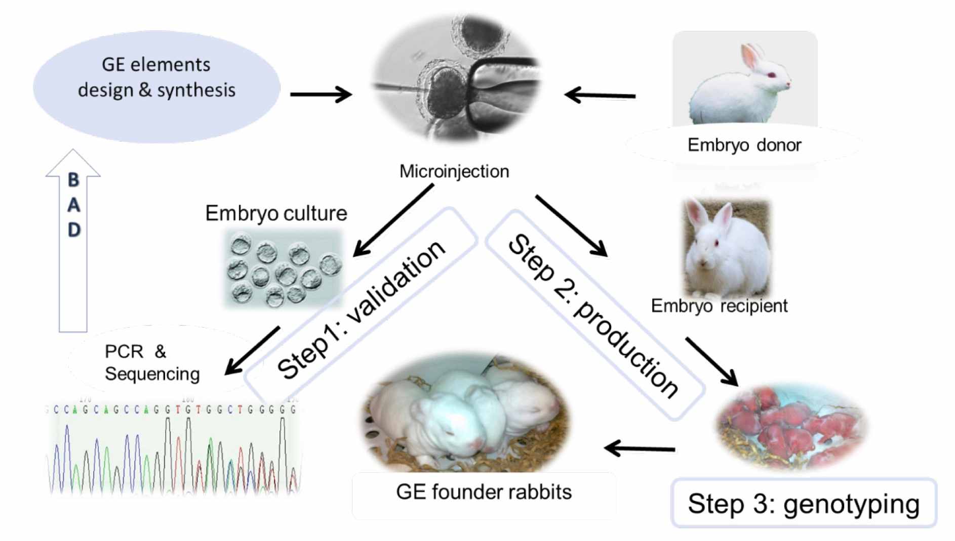 Schematic diagram of GE rabbit production. (OA Literature)