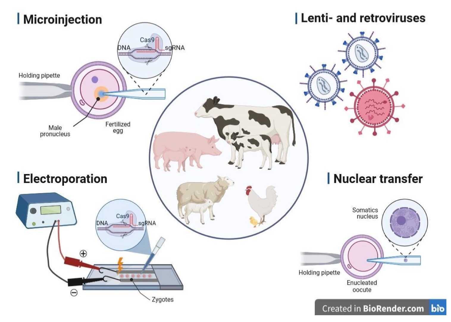 The methods of gene delivery successfully applied in livestock biotechnology. (OA Literature)