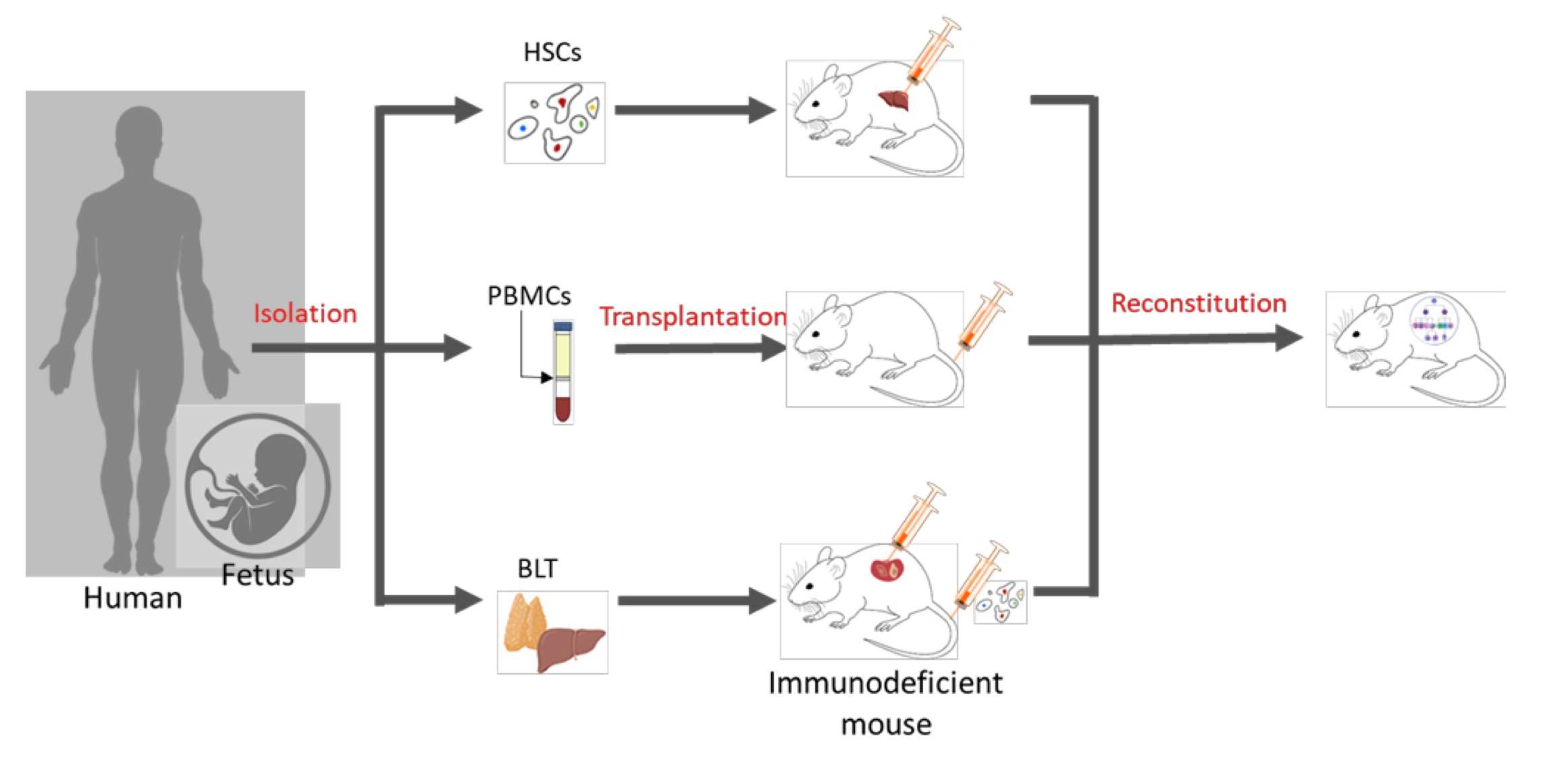 Techniques for generating humanized mice. (OA Literature)