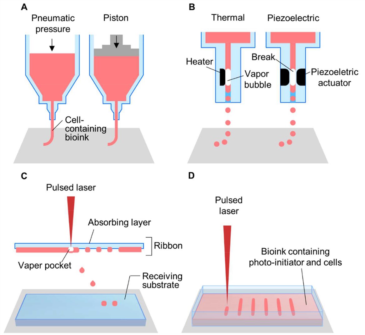 Schematic illustrations of (A) microextrusion, (B) inkjet, (C) laser-assisted printing, and (D) stereolithography techniques.