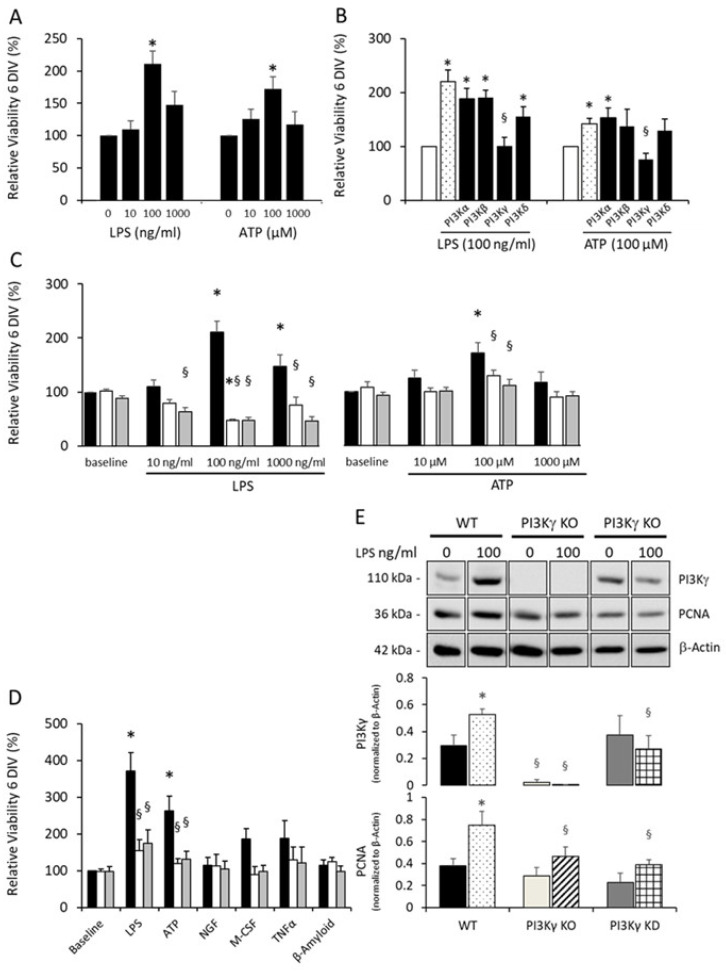 PI3Kγ mediates pattern recognition receptor-induced microglial viability and proliferation. (Caroline Schmidt, et al., 2021)