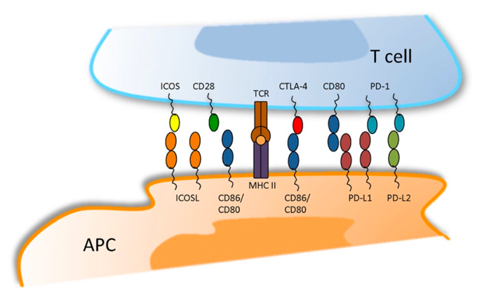 Shared interactions between CD28 and CTLA-4 family members. (Gardner, D., et al., 2014)