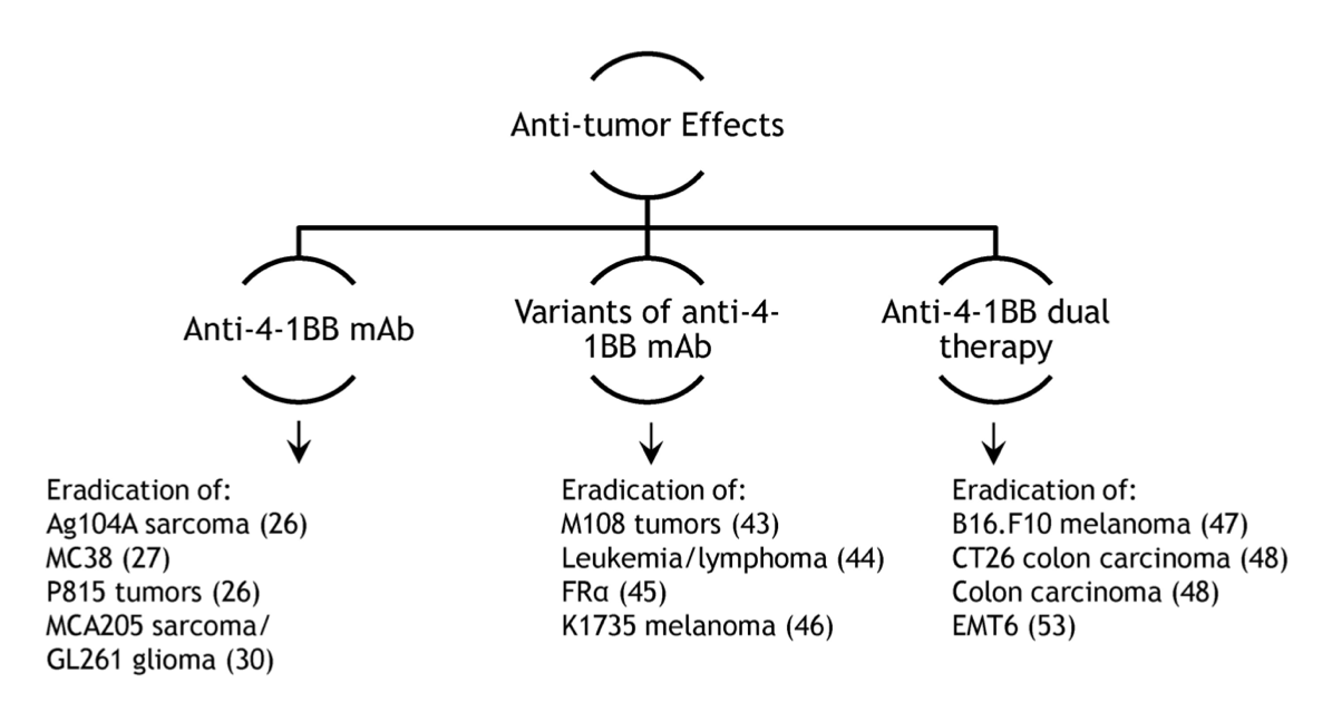 Anti-tumor effects of 4-1BB. Targeting 4-1BB either by anti-4-1BB alone, or its variants, or in combination with other agents, has powerful anticancer properties. The numbers in parentheses are relevant literature highlighting the action of anti-4-1BB-mediated anti-cancer effects. (Vinay, D.S.; Kwon, B.S., 2015)