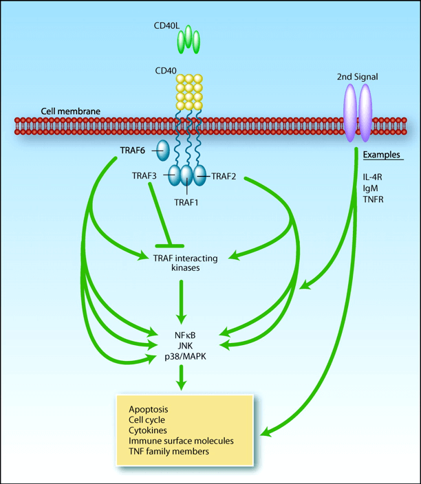 The CD40 signaling pathway. (Vonderheide R.H., 2007)
