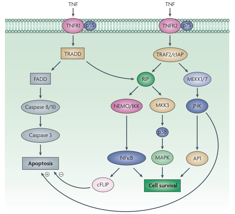 TNF signaling through TNFR1 and TNFR2 in cells.