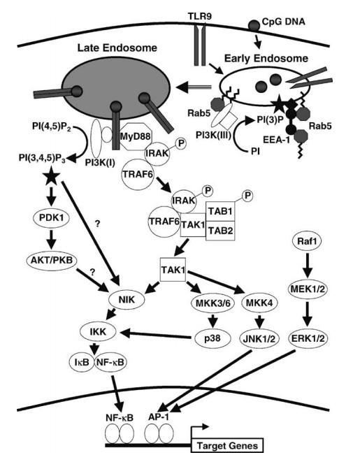 TLR9 receptor signaling on CpG DNA activation.