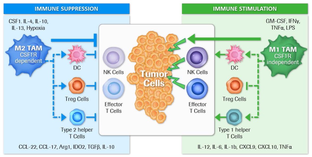 Tumor promoting and immune suppressive M2 macrophages/TAM are dependent on CSF1R mediated signals. 