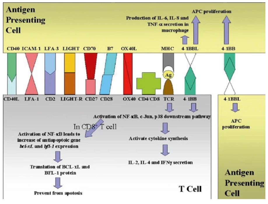 Diagrammatic presentation of the T-cell activation process. 