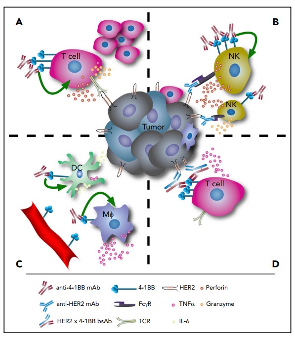 Targeting 4-1BB mediates immune response.