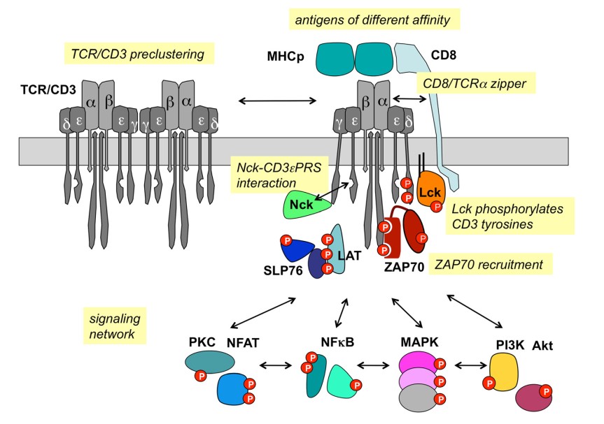 Fig. 1 TCR/CD3 signaling pathway. (Louis-Dit-Sully, 2012)