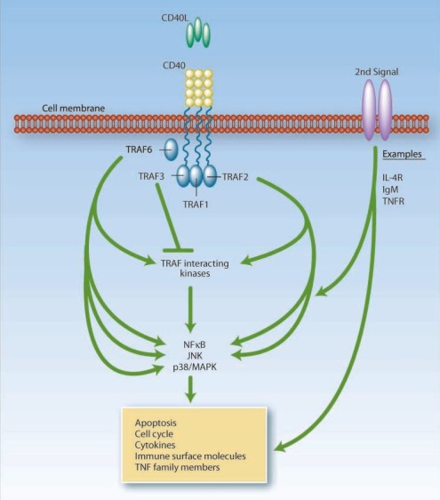 CD40 signaling pathway.