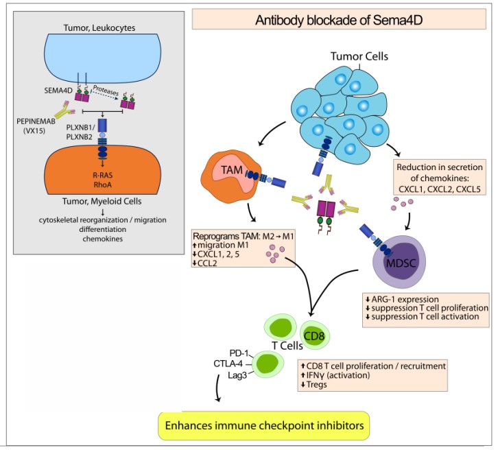 Blocking SEMA4D signaling pathway.