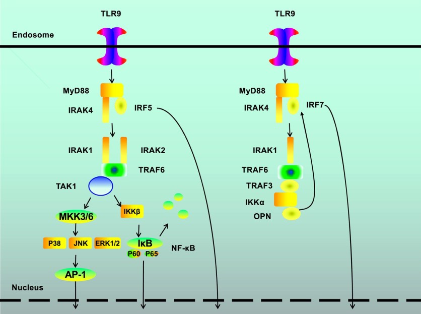 TLR9 signaling pathway. (Zhou, 2017)</p>
<h3>Development of hPD-1/hTLR9 D