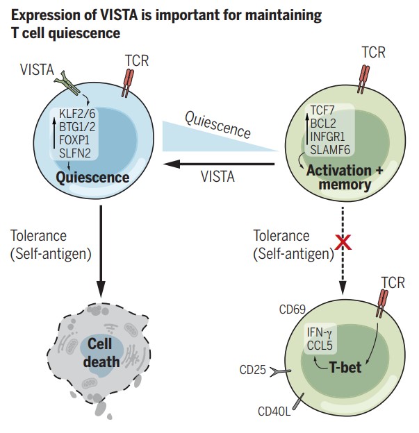 The role of VISTA in maintaining T cell quiescence.
