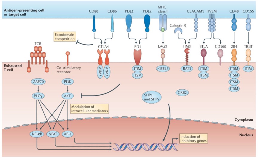 LAG3 pathway in T cell exhaustion.