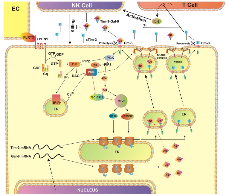 TIM3 involved a pathway for immune escape.