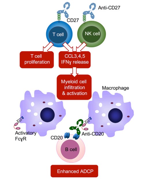 Anti-tumor immunity enhanced by CD27 agonists.
