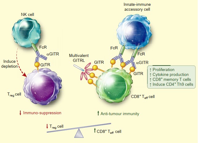 The role of GITR in antitumor immunity.