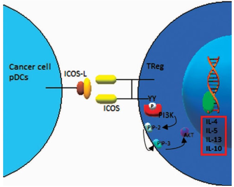 The ICOS/ICOSL signal pathway.