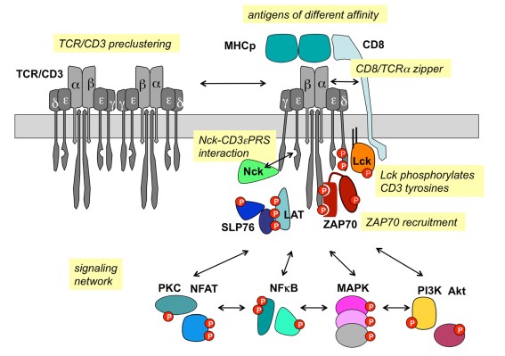 The TCR/CD3 signal pathway.