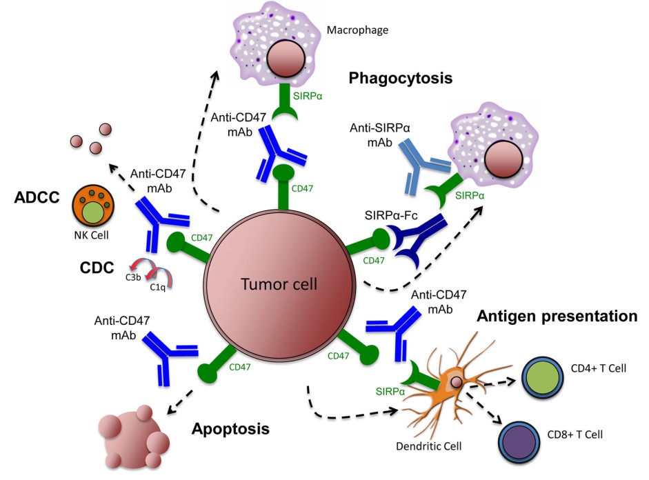 Targets of the SIRPα-CD47 pathway in cancer.