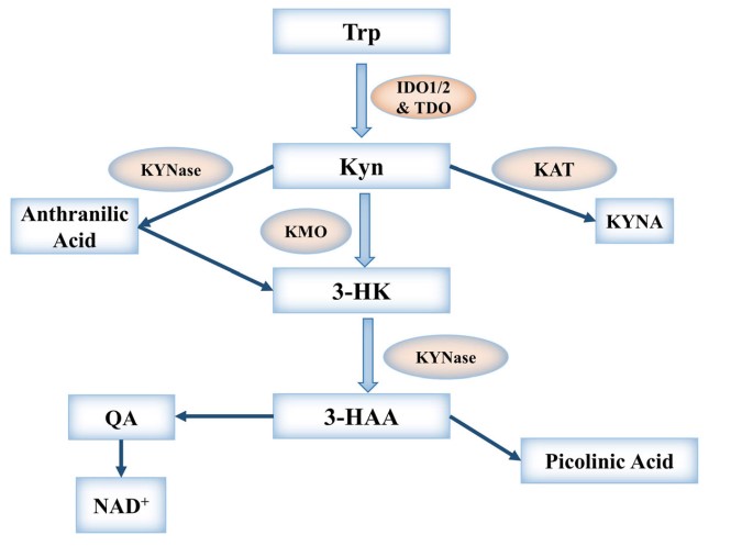 Fig.1 The IDO metabolic pathway. (Liu, 2018)