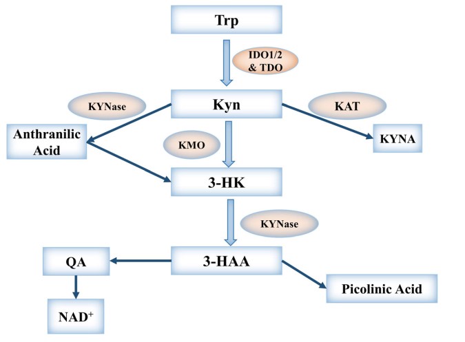 The IDO metabolic pathway.