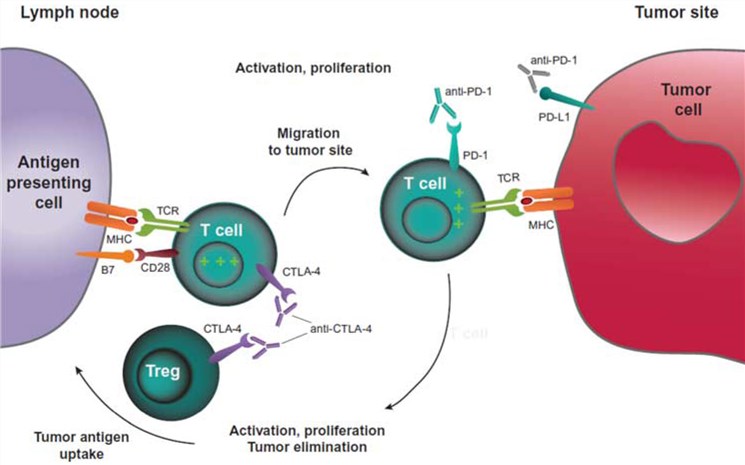 The PD-1/PD-L1 and CTLA-4 pathways blockade.