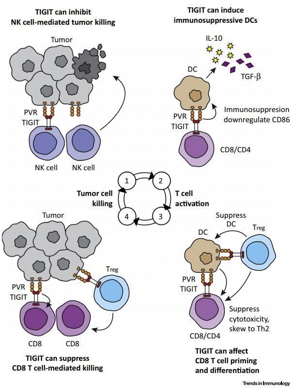 TIGIT inhibiting the cancer immunity cycle.
