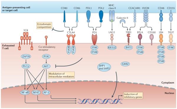 Multiple pathways induce T cell exhaustion.