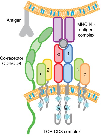 Fig.1 The structure of the TCR-CD3 complex. (Helsen, 2018)