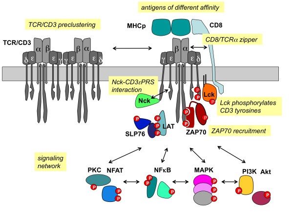 Fig.2 Signal transduction of TCR/CD3. (Louis-Dit-Sully, 2012)