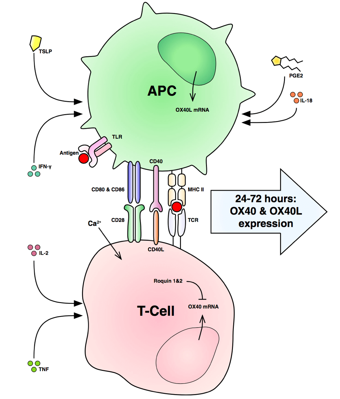 OX40 and OX40L expression, interaction and molecular consequences.