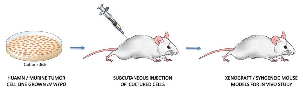 Mice cells. Иммунодефицитные мыши КСЕНОГРАФТ. Mouse Mice исключения. Термин Mice. Mouse cd86 Cells.