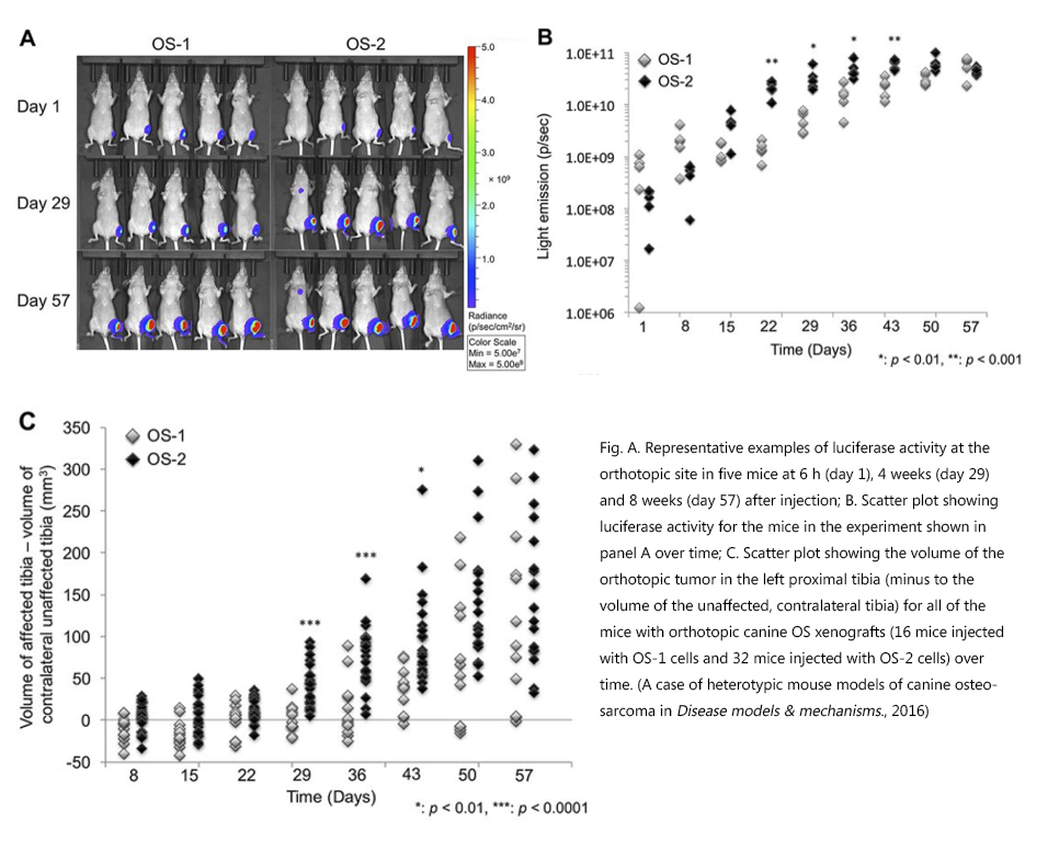 Fig. 1 Orthotopic canine OS-1 and OS-2 xenografts (Scott, Milcah C., et al., 2016)