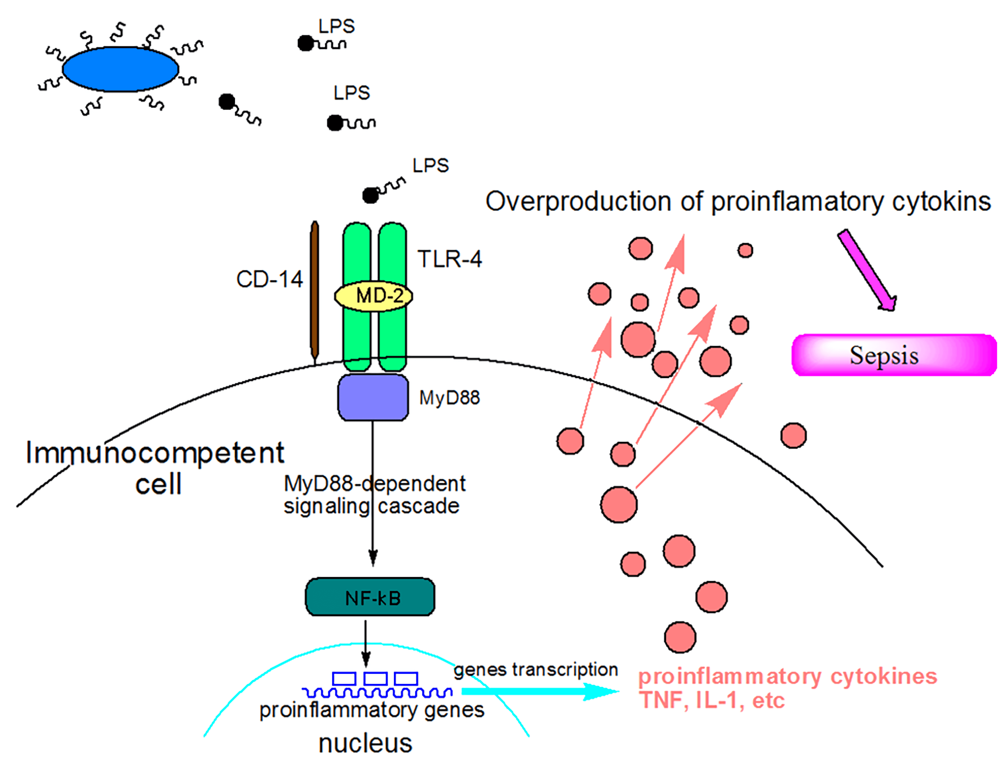 Mechanisms of action of lipopolysaccharide (LPS) as a sepsis inducer.