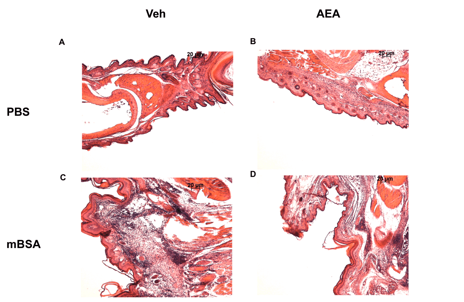 Fig.1 Histopathological analysis of mBSA rechallenged footpad. (Jackson et al. 2014)