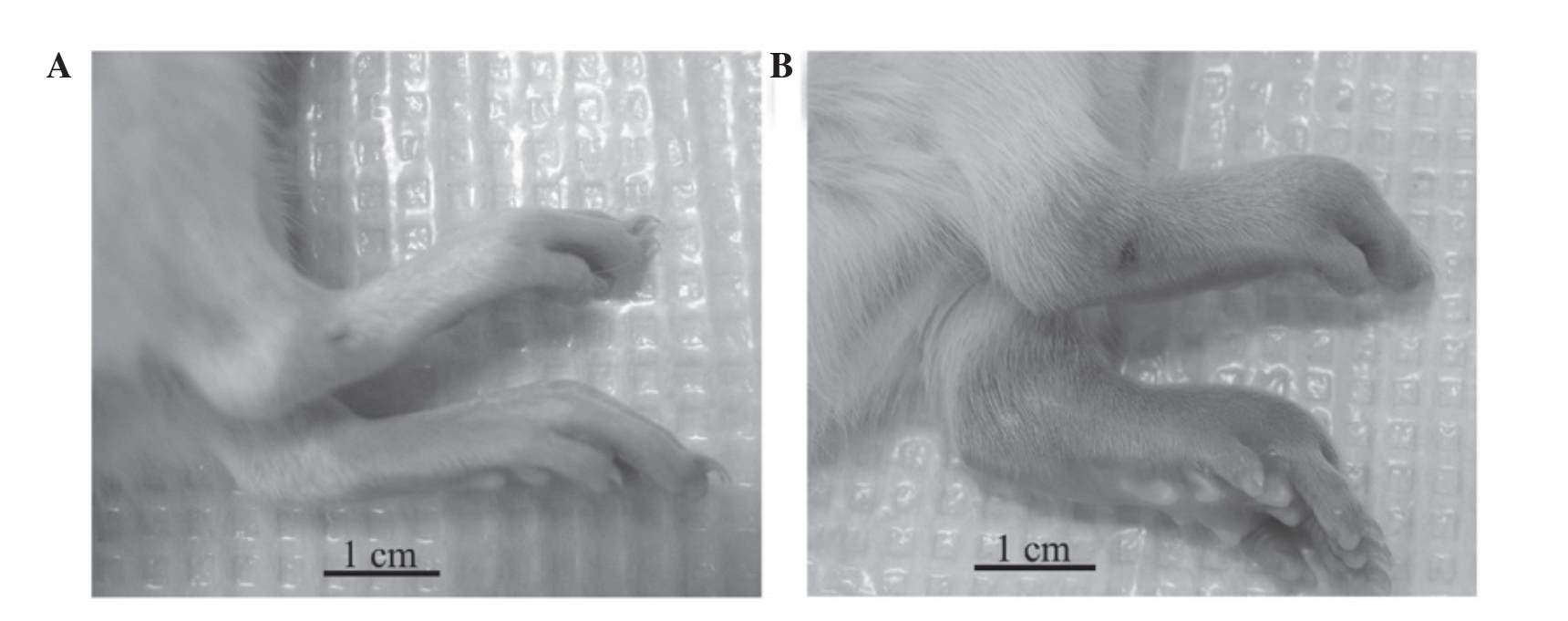 Clinical signs of CIA in the hind paws of female Wistar rats.
