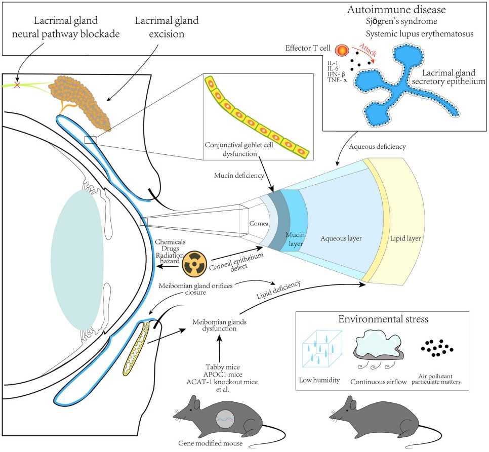 Fig. 1 This picture shows the method of developing animal dry eye models. (OA Literature)